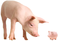 pigs2.png